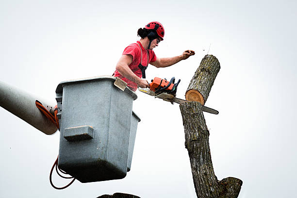 Navasota, TX Tree Services Company