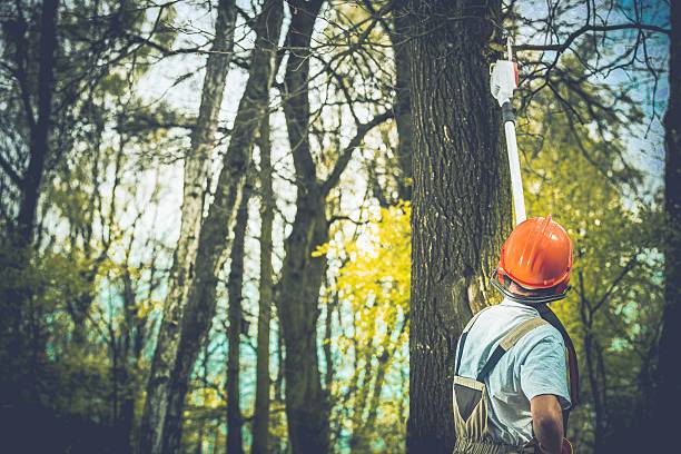 How Our Tree Care Process Works  in  Navasota, TX